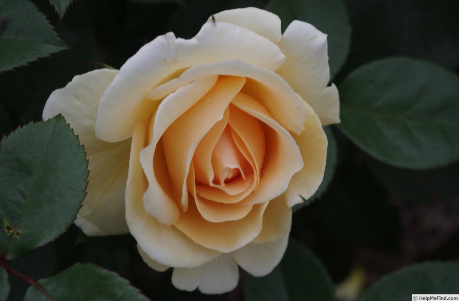 'Happy Birthday (floribunda, Brundrett before 2014)' rose photo