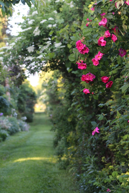 '<i>Rosa gallica splendens</i>' rose photo