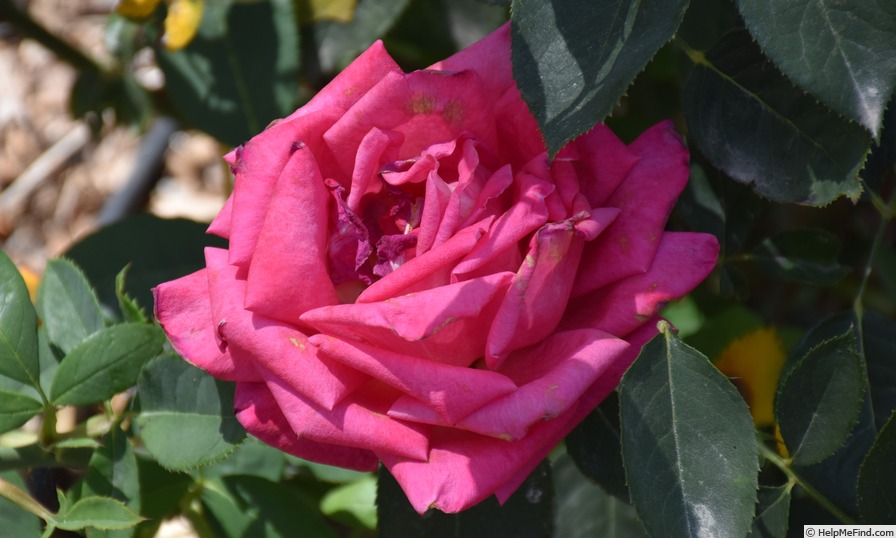 'Stephanie Diane' rose photo