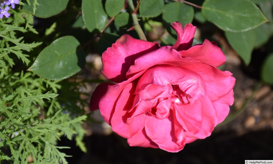 'Showpiece Lipstick' rose photo