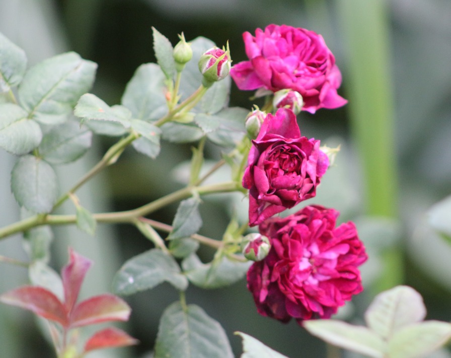 'Cicha Noc' rose photo