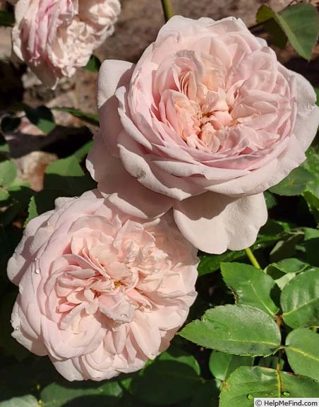 'Queen of Beauty and Fragrance' rose photo
