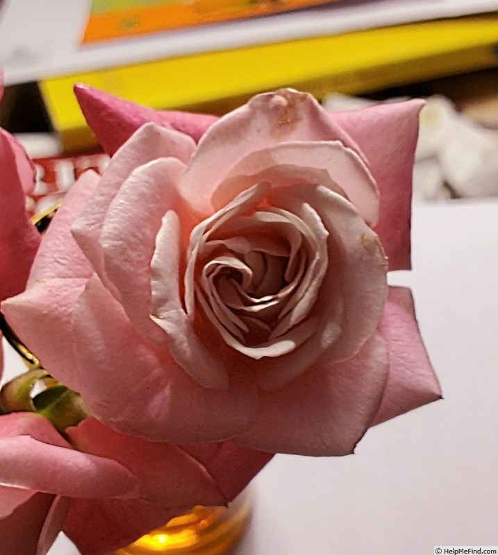 'Jilly Jewel' rose photo