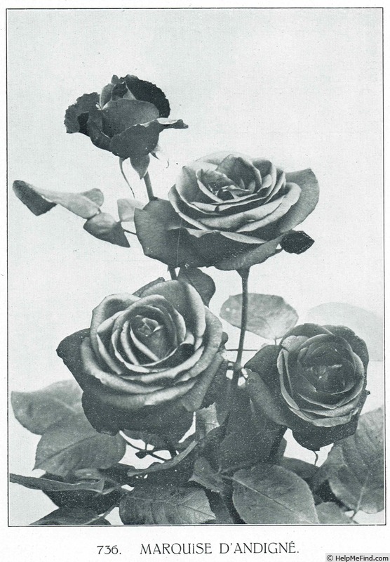 'Marquise d'Andigné' rose photo