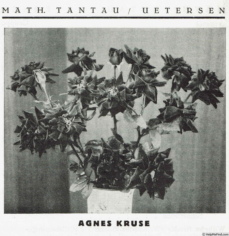 'Agnes Kruse (floribunda, Tantau 1936)' rose photo