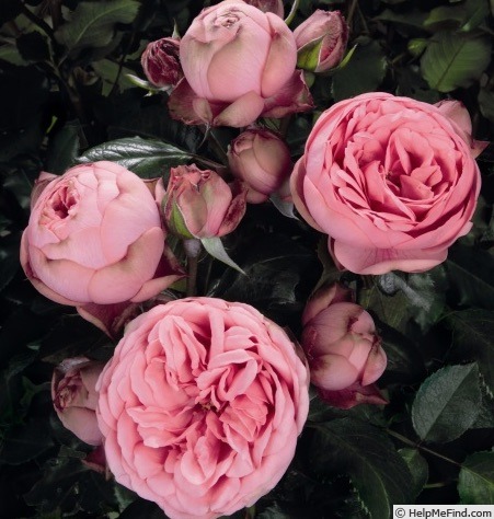 'Happy Piano ®' rose photo
