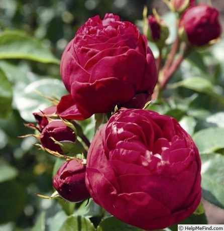 'Royal Piano ®' rose photo