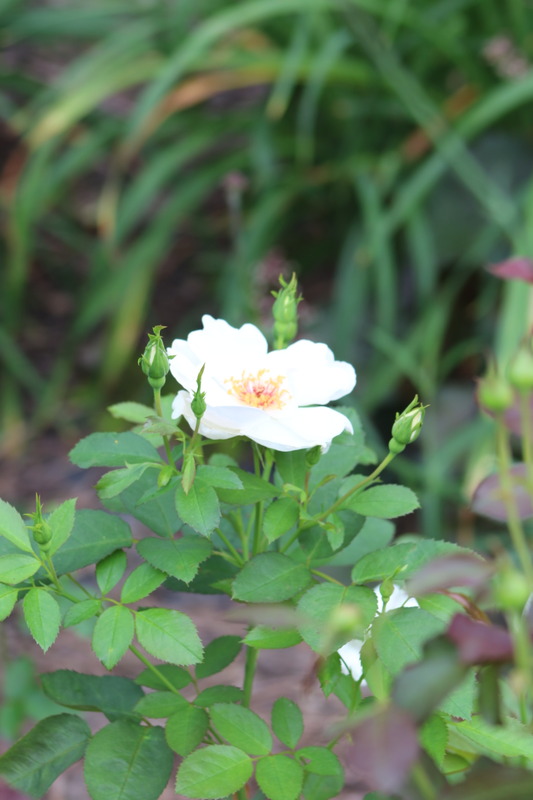 'Jacqueline du Pré (shrub, Harkness before 1986)' rose photo