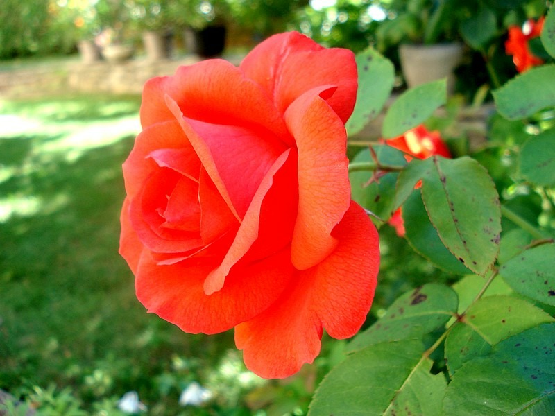 'Satellite ® (hybrid tea, Delbard, 1982)' rose photo