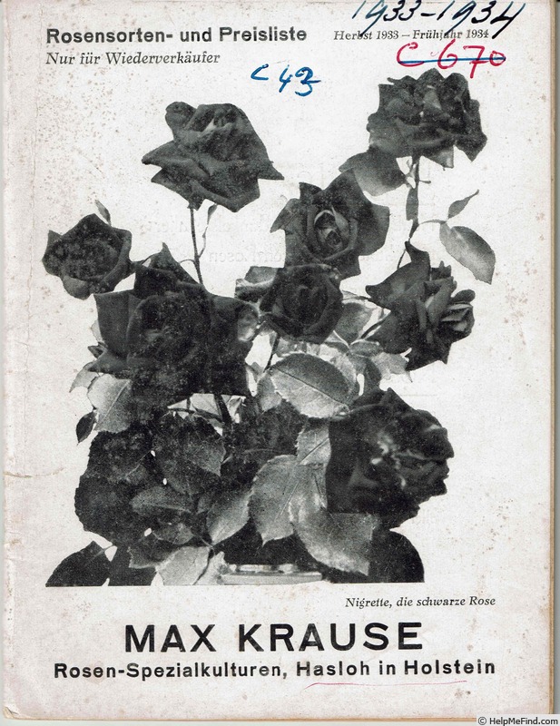 'Nigrette (Hybrid Tea, Krause, 1934)' rose photo