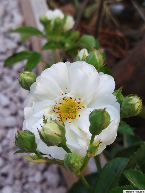 'Yvonne Rabier' rose, click to enlarge 'Yvonne Rabier' rose photo