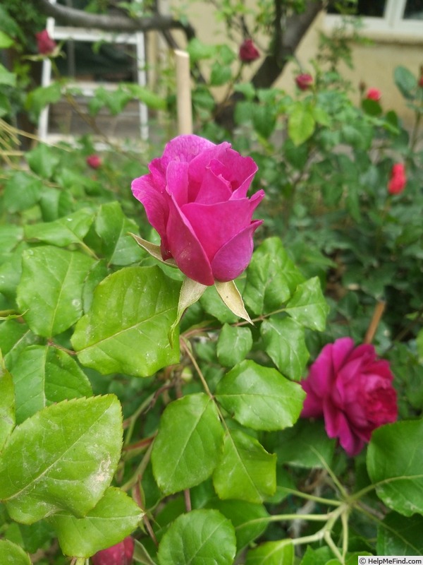 'Young Lycidas' rose photo