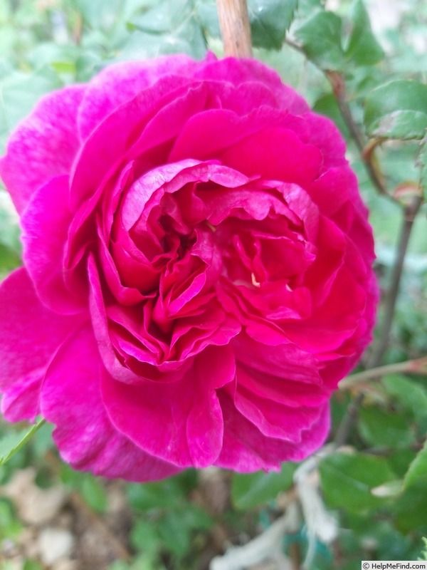 'Young Lycidas' rose photo