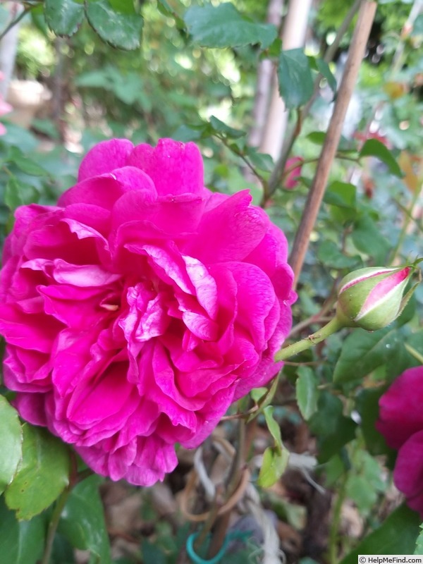'Young Lycidas' rose photo