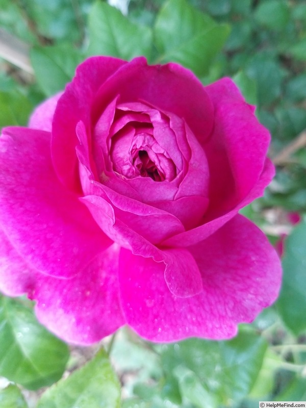 'Young Lycidas' rose photo