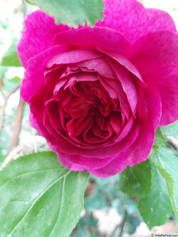 'Young Lycidas' rose photo