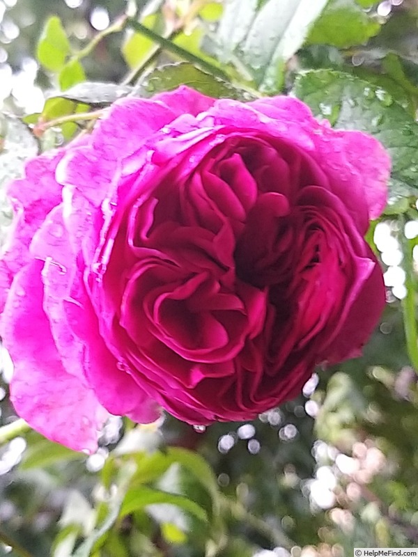 'Young Lycidas' rose photo