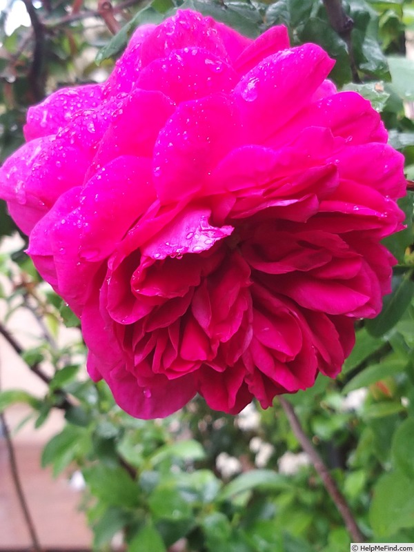 'Young Lycidas' rose photo