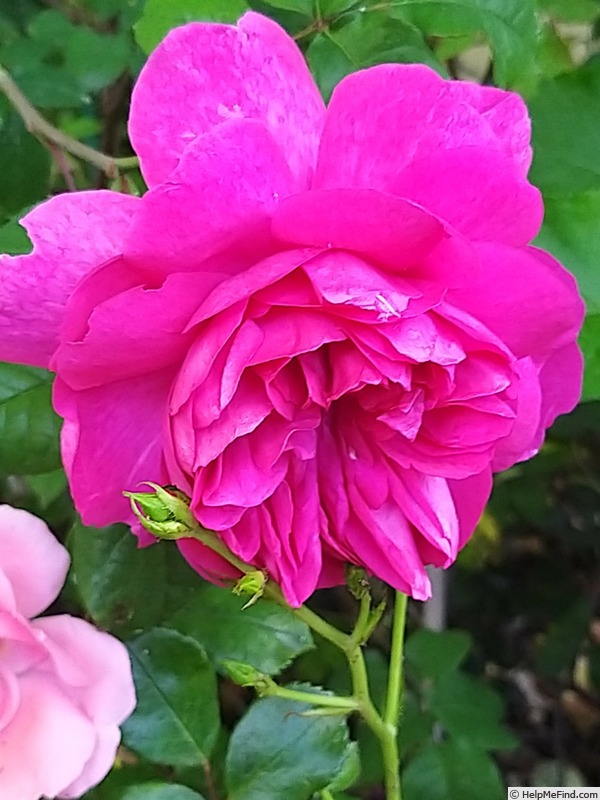 'Young Lycidas' rose photo