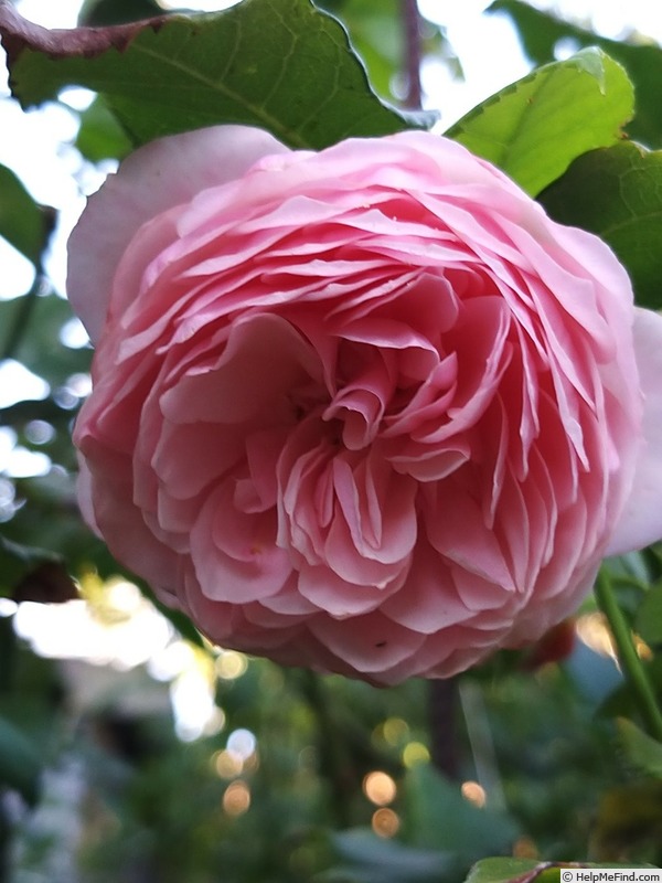 'William Morris' rose photo