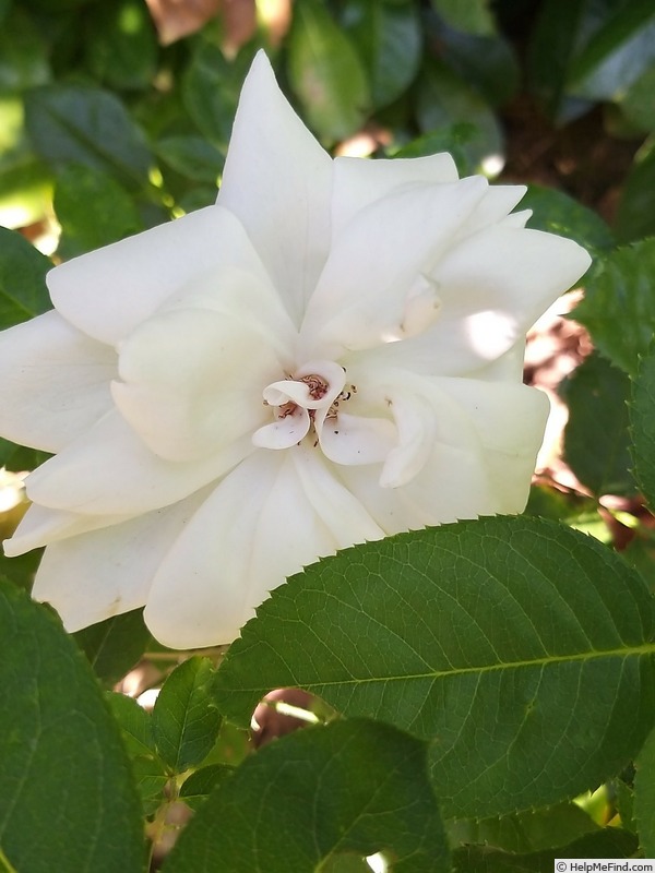'Virgo' rose photo