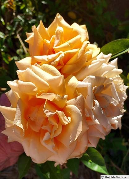 'Nella Fantasia' rose photo