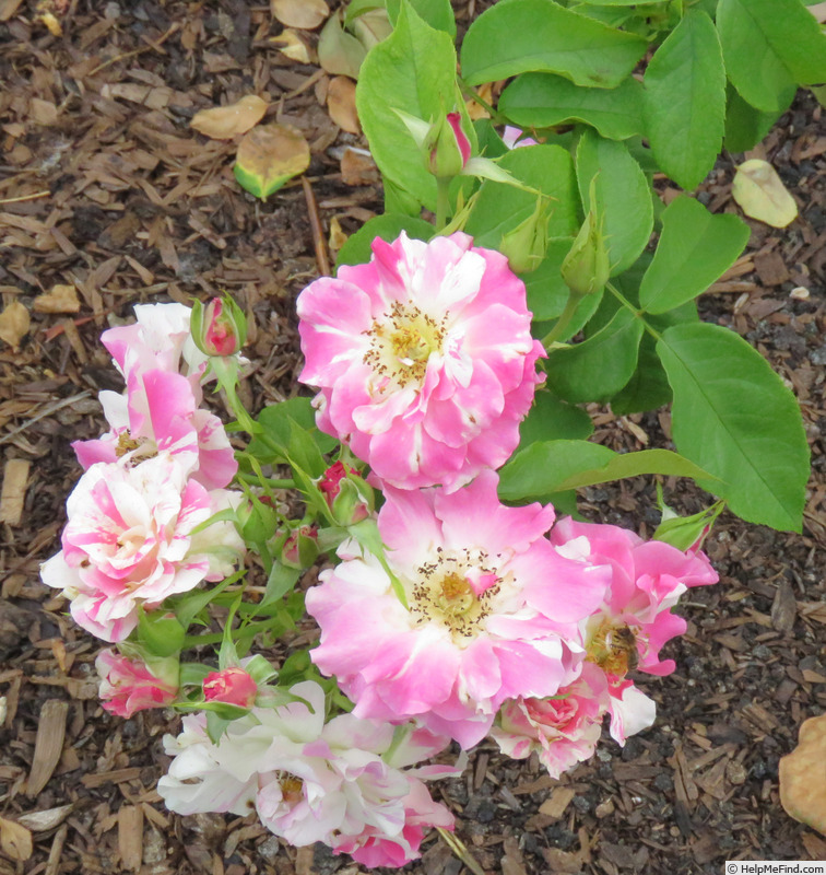 'La Fillette' rose photo