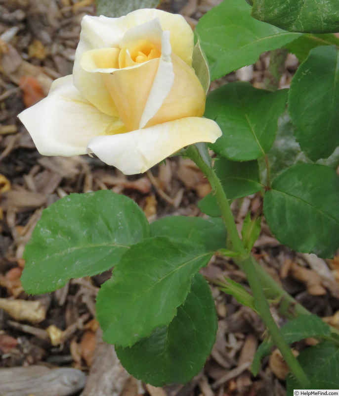 'Our Golden Son' rose photo