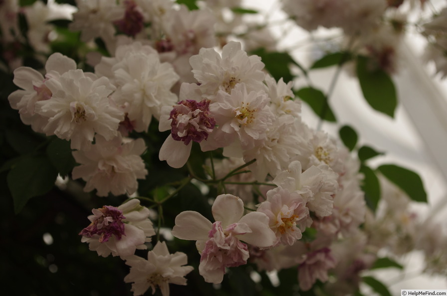 'Paul's Himalayan Musk Rambler' rose photo