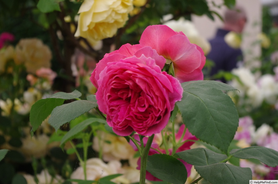 'Heathcliff' rose, click to enlarge 'Heathcliff' rose photo