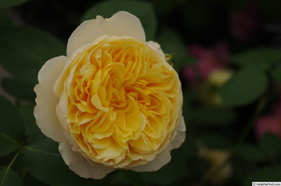 'Charlotte (shrub, Austin before 1992)' rose photo
