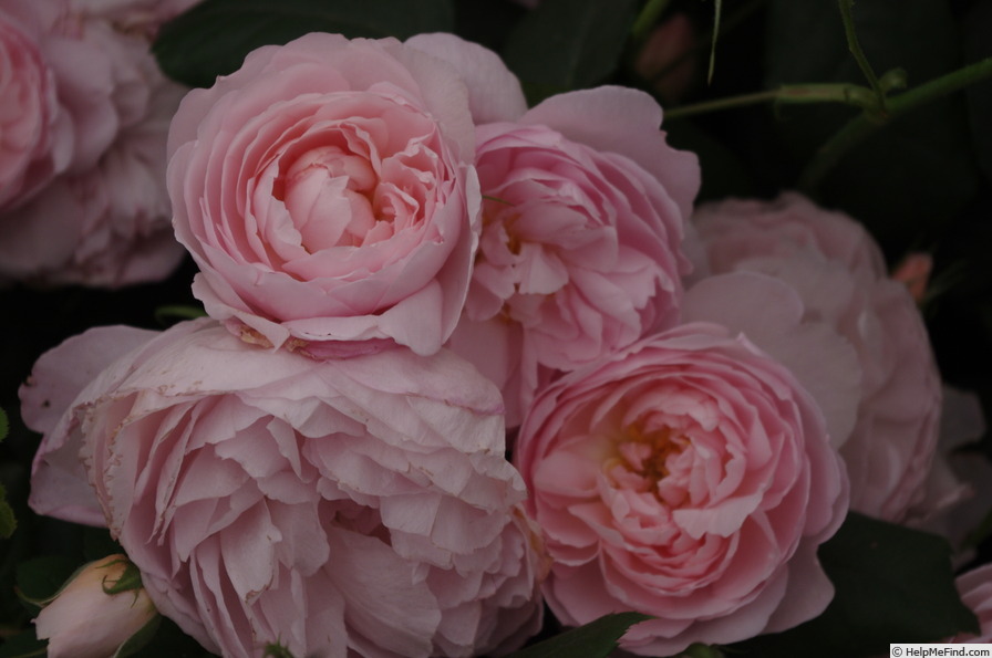 'Scepter'd Isle ®' rose photo