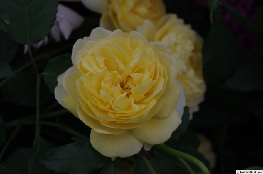 'The Poet's Wife ™' rose photo