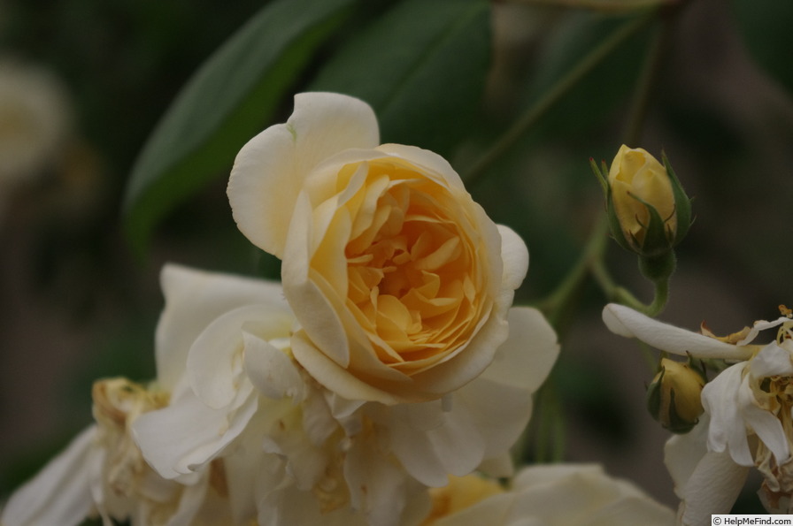 'Malvern Hills ®' rose photo