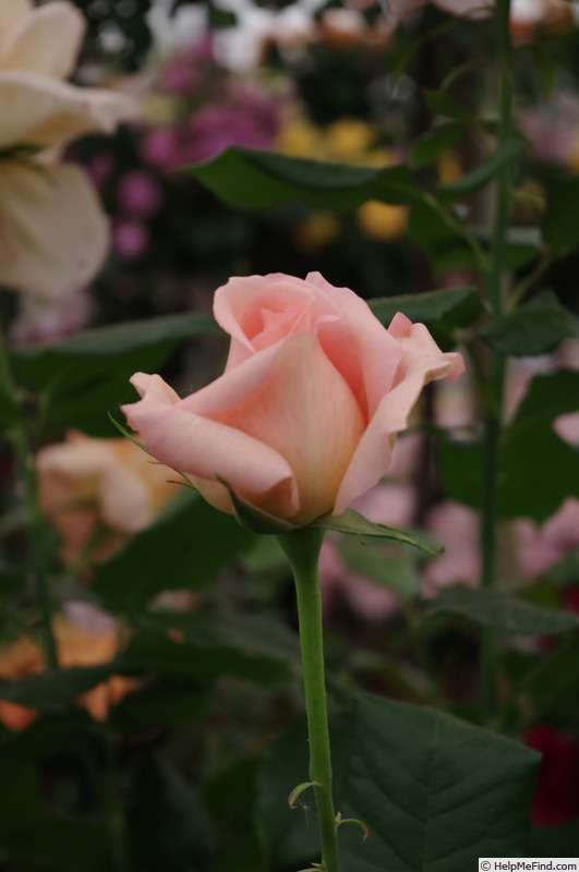 'Chandos Beauty' rose photo