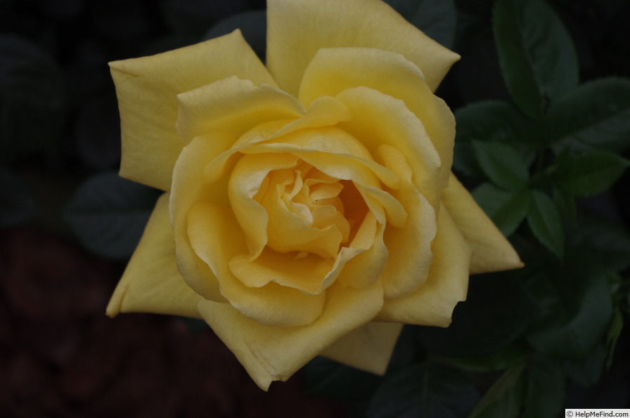 'Guy's Gold' rose photo