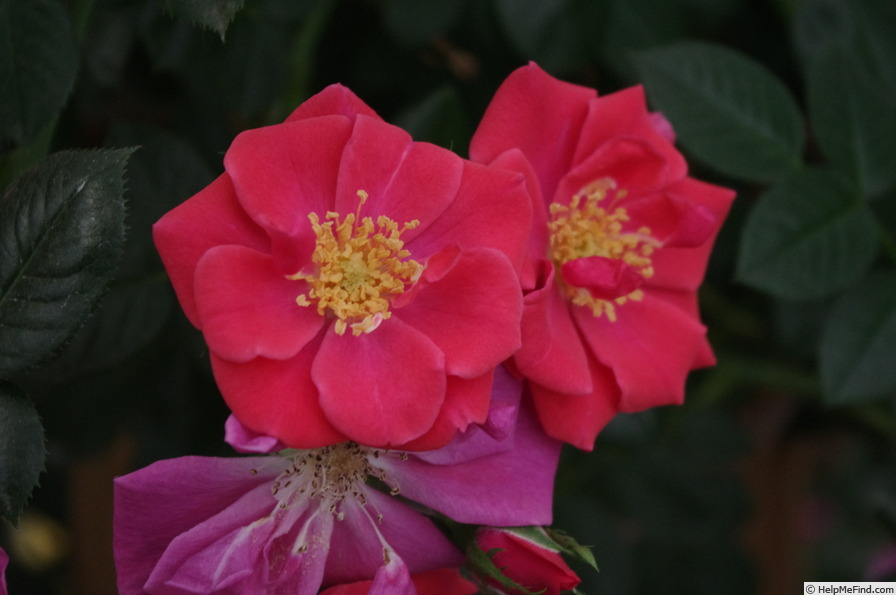 'Summer Sweetheart' rose photo