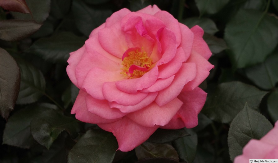 'Gordon's College' rose photo