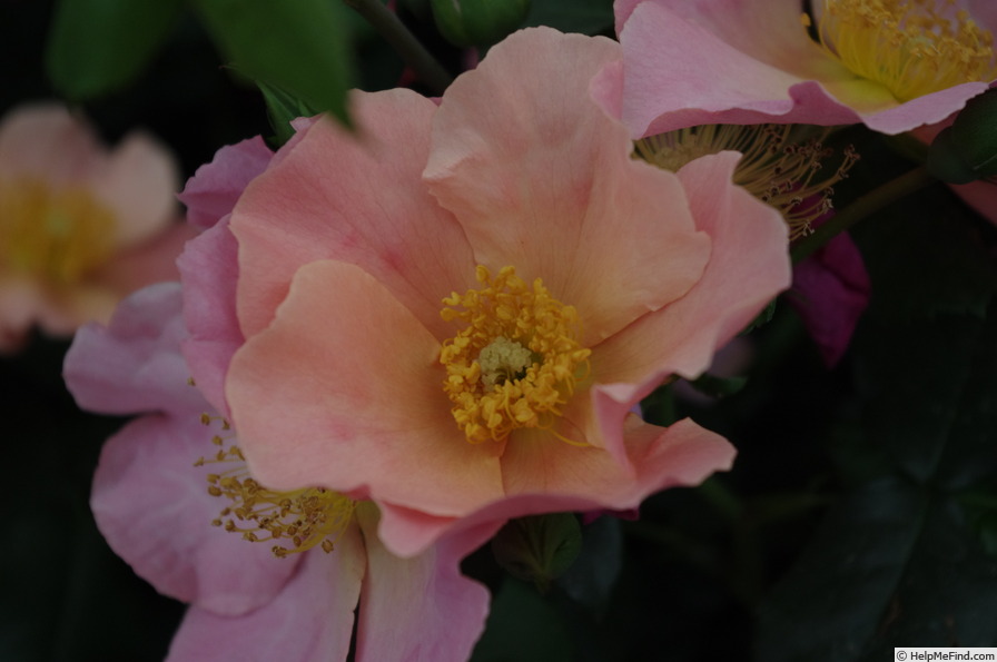 'Simple Peach' rose photo