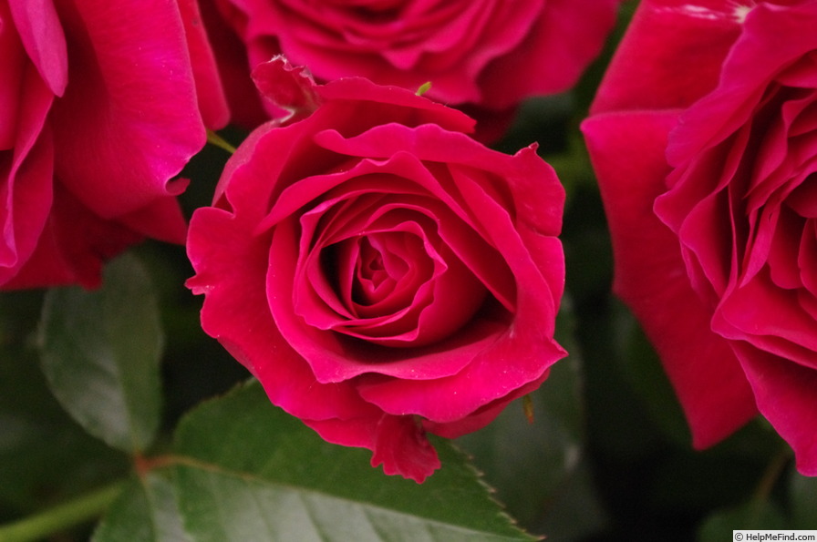 'Fetzer Syrah Rosé' rose photo