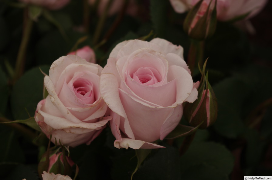 'Belmonte'' rose photo