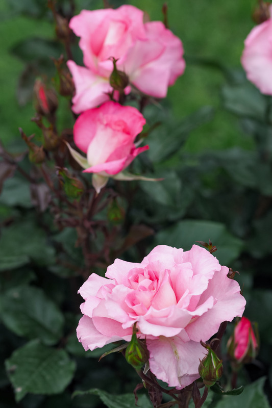 'Jean Carles ®' rose photo