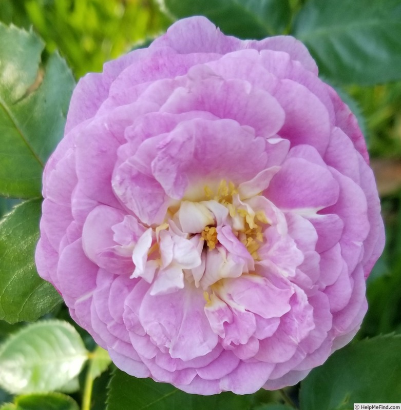 'Arctic Blue ™' rose photo