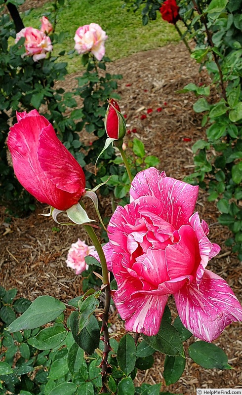 'Banner (Hybrid Tea, Raffel, 1950)' rose photo