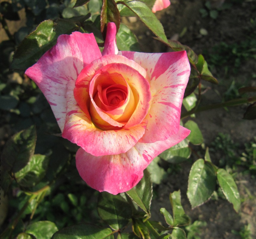'Abhisarika' rose photo