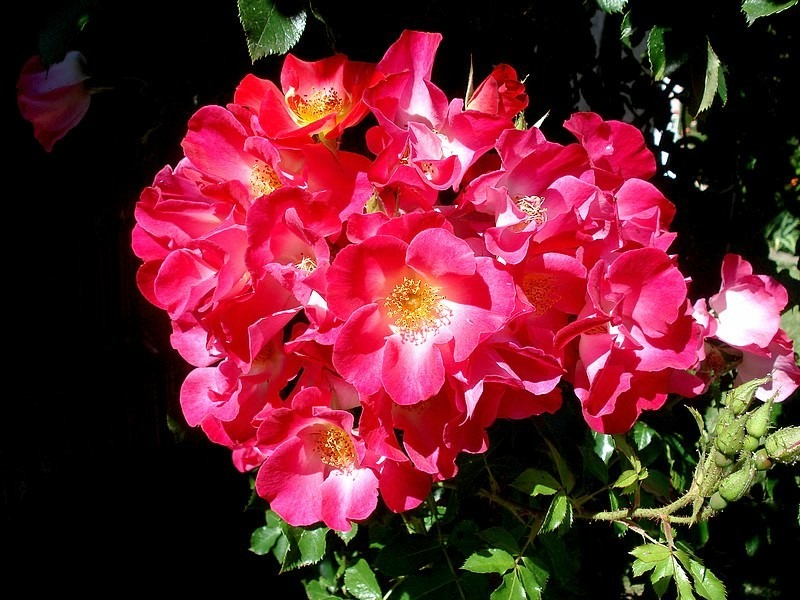 'Red Cottage' rose photo