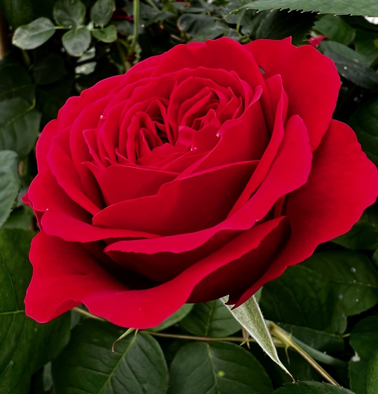 'Darcey' rose photo