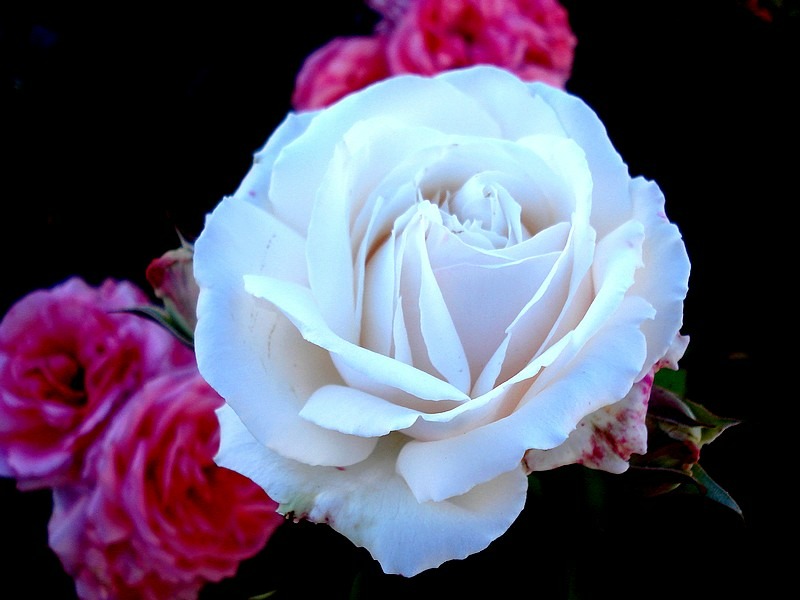 'Patrick Sobral ®' rose photo
