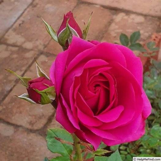 'Pink Rosanna Kordana ®' rose photo