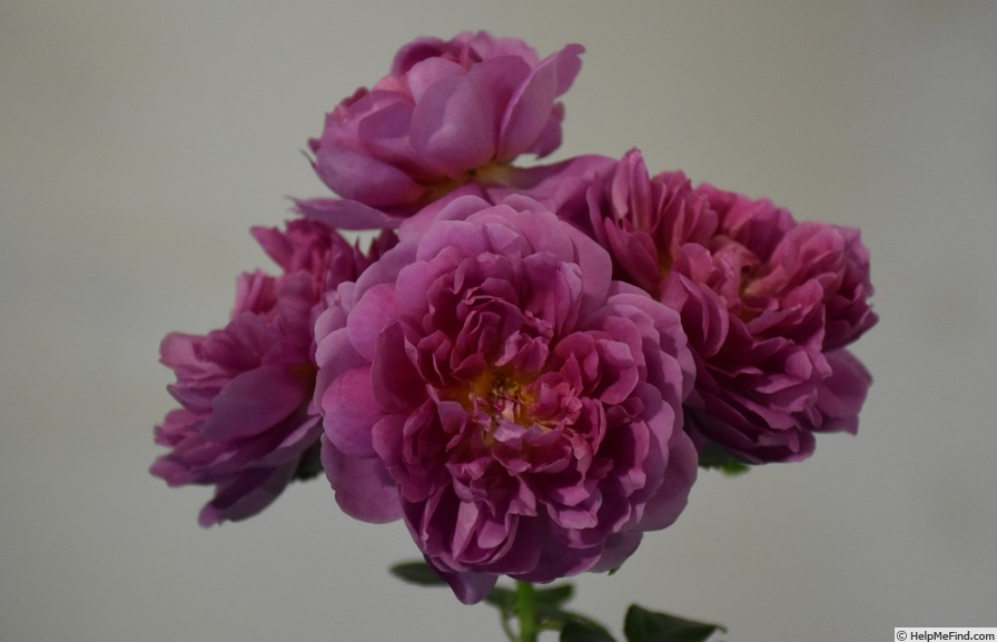 'Princess Anne ®' rose photo